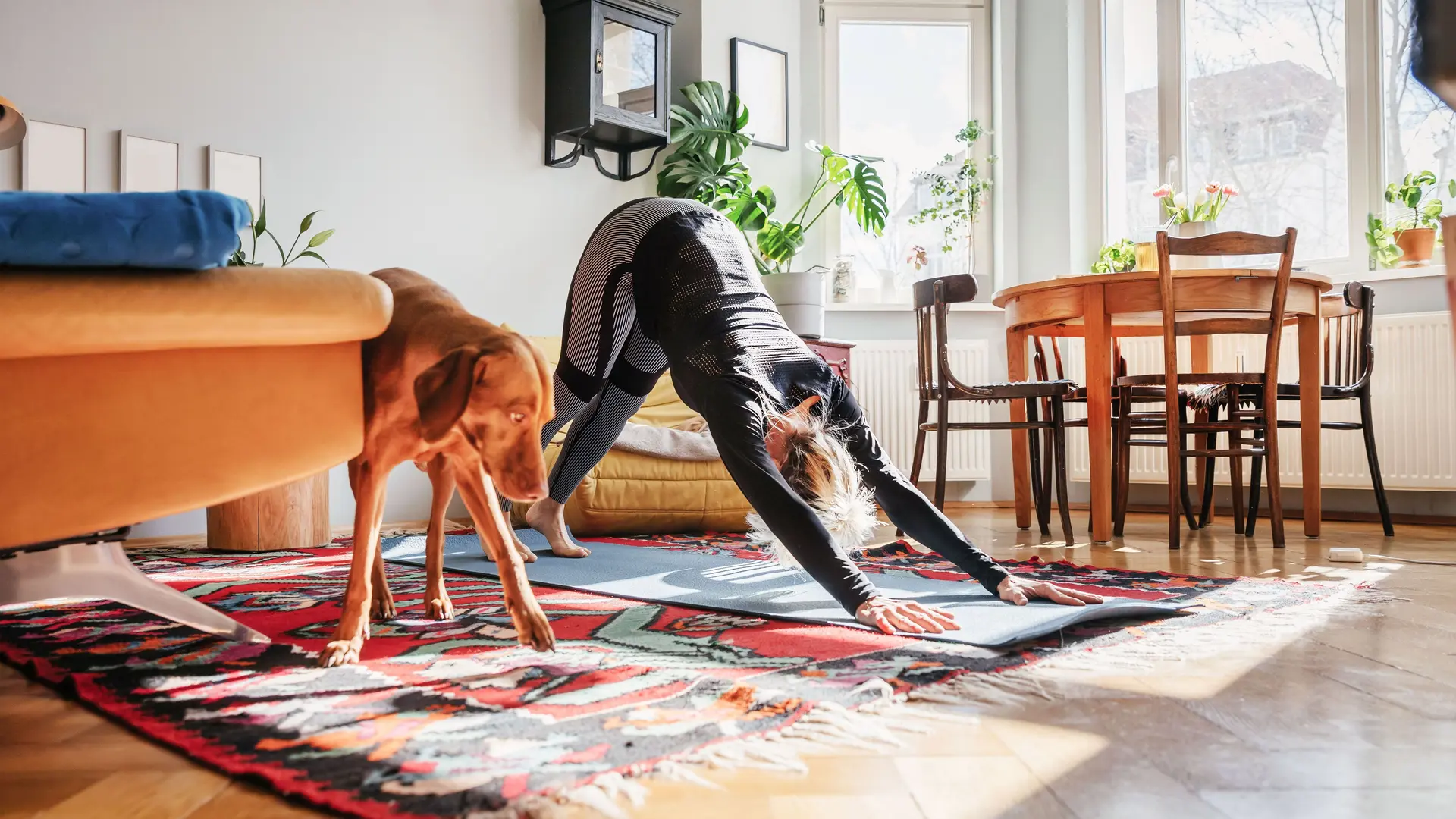 Eine junge Frau macht in ihrem Wohnzimmer neben ihrem Hund Yogaübungen.
