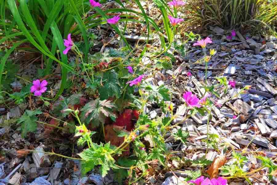 Im Zuge der konkreten Maßnahmen zu mehr Nachhaltigkeit hat die Kreissparkasse Grafschaft Diepholz ihre freien Zwischenflächen innerhalb des großen Kundenparkplatzes der Hauptstelle insektenfreundlich umgestaltet. Fotos: Kreissparkasse Diepholz