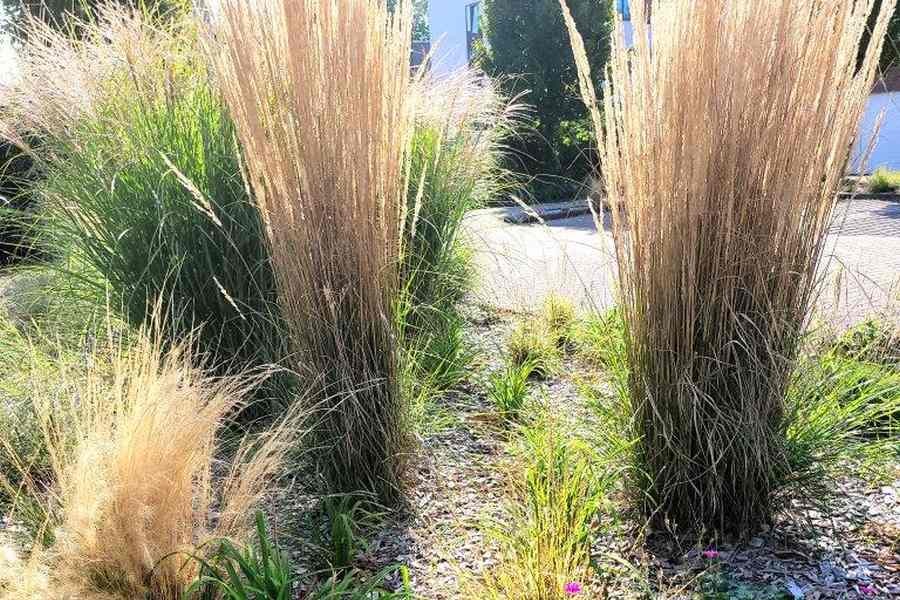 Im Zuge der konkreten Maßnahmen zu mehr Nachhaltigkeit hat die Kreissparkasse Grafschaft Diepholz ihre freien Zwischenflächen innerhalb des großen Kundenparkplatzes der Hauptstelle insektenfreundlich umgestaltet. Fotos: Kreissparkasse Diepholz