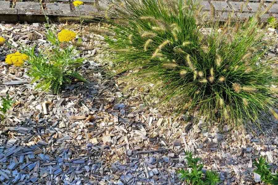 Im Zuge der konkreten Maßnahmen zu mehr Nachhaltigkeit hat die Kreissparkasse Grafschaft Diepholz ihre freien Zwischenflächen innerhalb des großen Kundenparkplatzes der Hauptstelle insektenfreundlich umgestaltet. Fotos: Kreissparkasse Diepholz