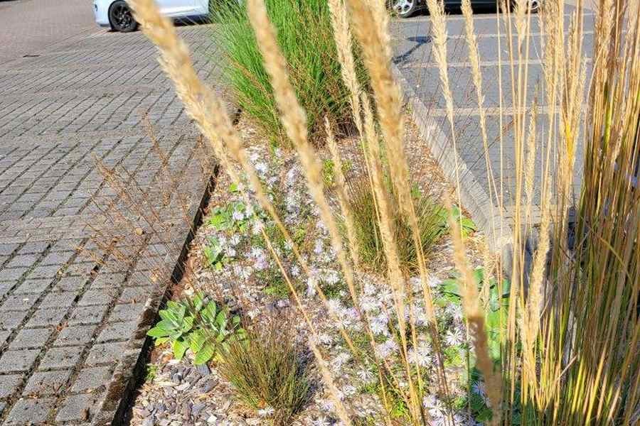 Im Zuge der konkreten Maßnahmen zu mehr Nachhaltigkeit hat die Kreissparkasse Grafschaft Diepholz ihre freien Zwischenflächen innerhalb des großen Kundenparkplatzes der Hauptstelle insektenfreundlich umgestaltet. Fotos: Kreissparkasse Diepholz