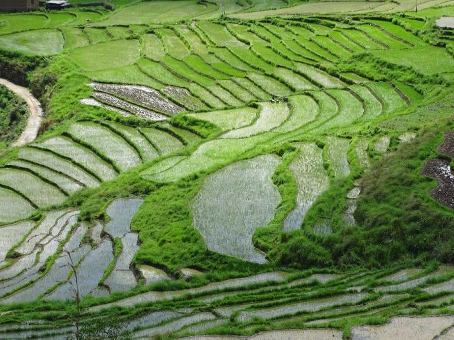 Reisfelder in Bhutan. - Quelle: Deutsche Sparkassenstiftung